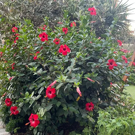 Ξενοδοχείο με διαμερίσματα ιωάννα 4*